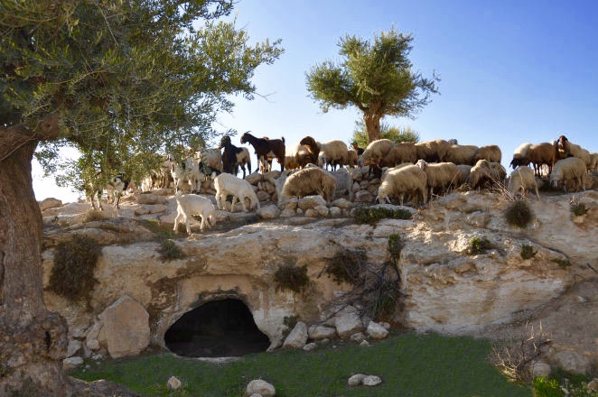 champ des bergers jésus naissance Bethléem terre sainte