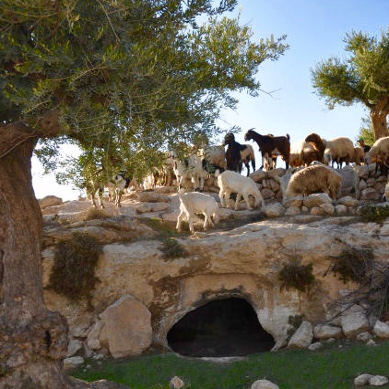 Champ des Bergers Noël Bethleem Israël Terre Sainte pèlerinage groupe voyage